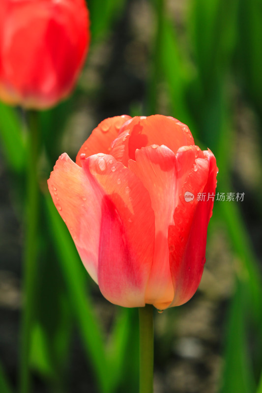 郁金香鲜花实拍背景