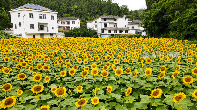 美丽田野田园太阳花葵花花朵向日葵航拍