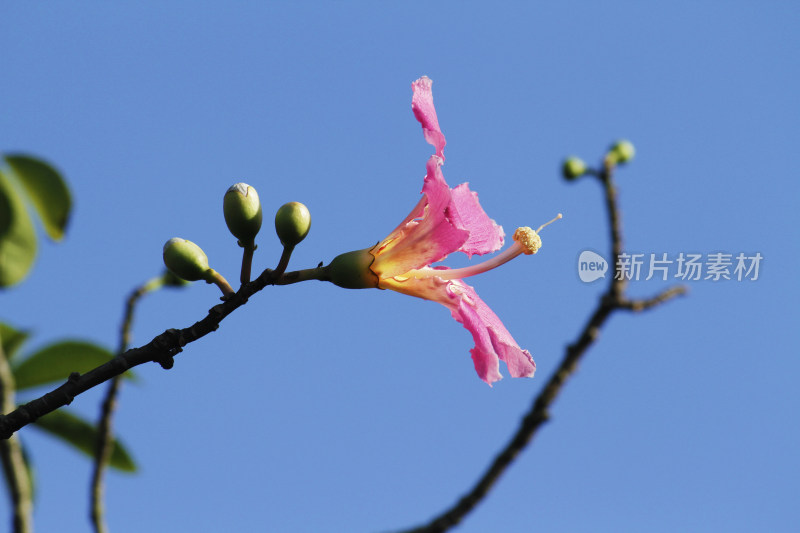 粉色花朵与花骨朵的枝头特写