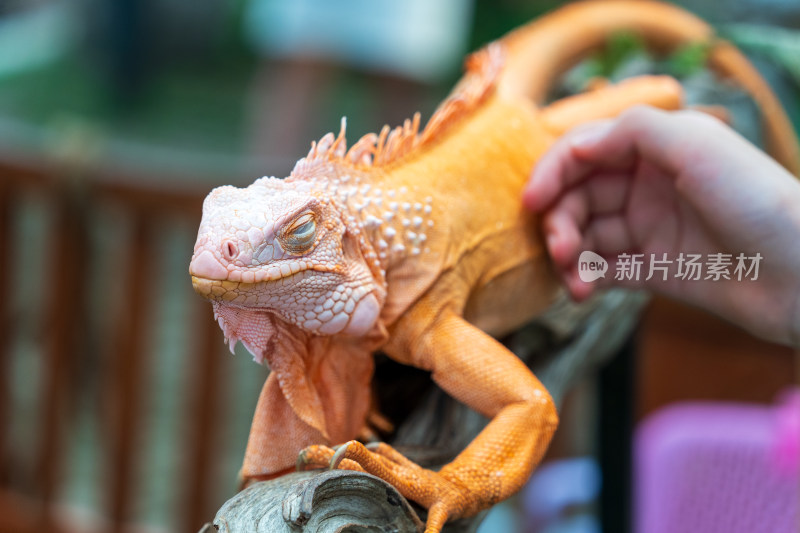 游客在清迈夜间动物园里抚摸橙色的鬣蜥