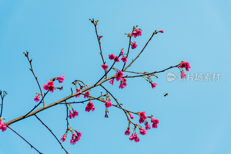 蓝天映衬下的粉色樱花树枝特写