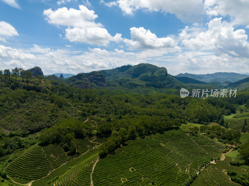 航拍武夷山绿色农田与茶园