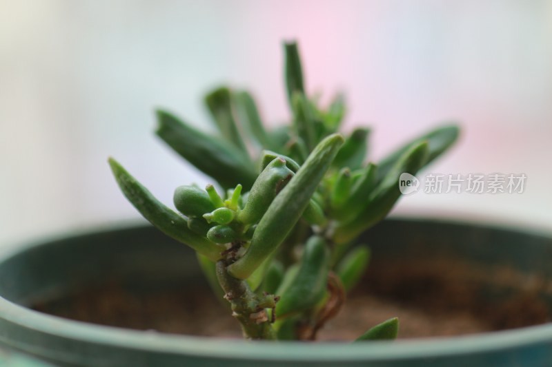 盆栽绿色多肉植物特写