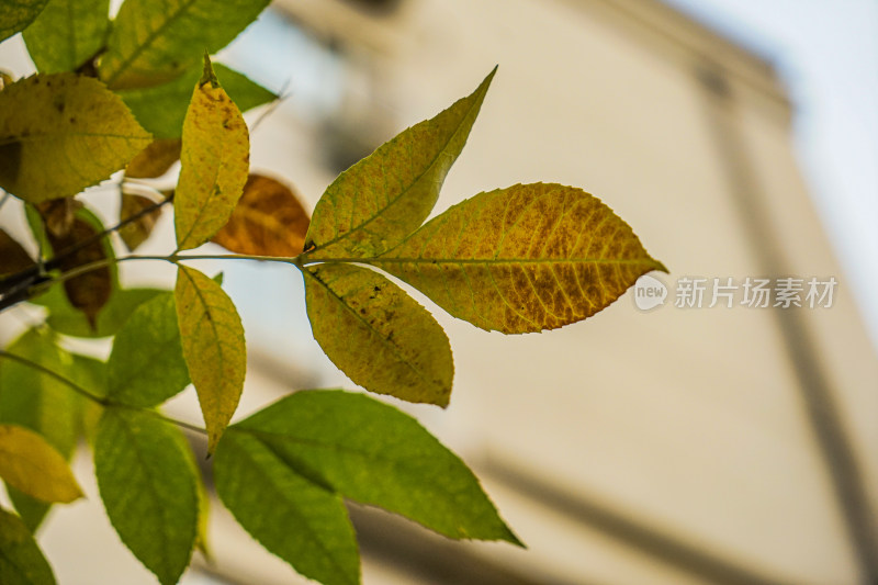 树叶白蜡树叶子特写