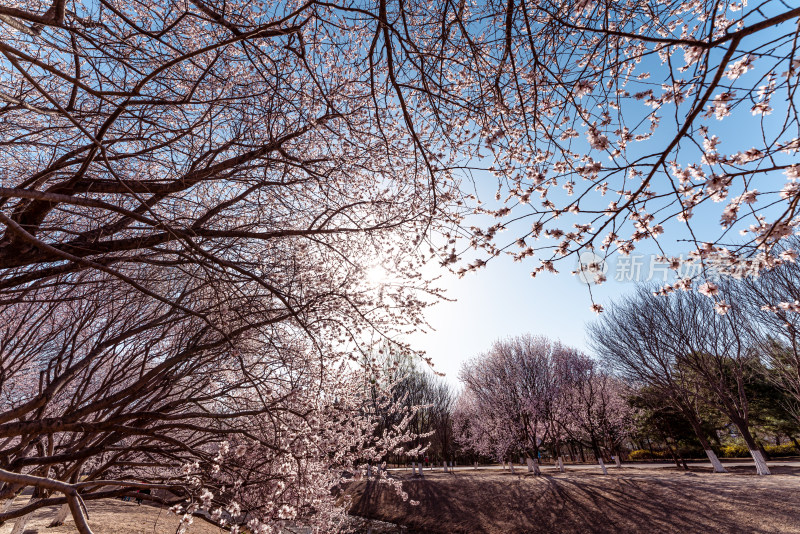 北京奥森公园桃花