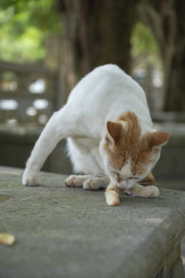 可爱的猫咪