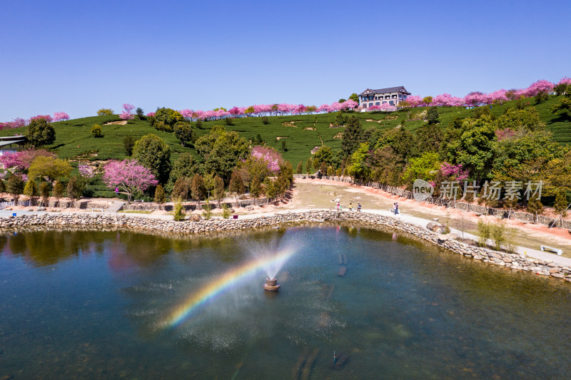 龙岩永福台品樱花茶园