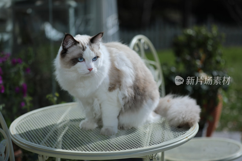 猫坐在白色桌子上的特写镜头