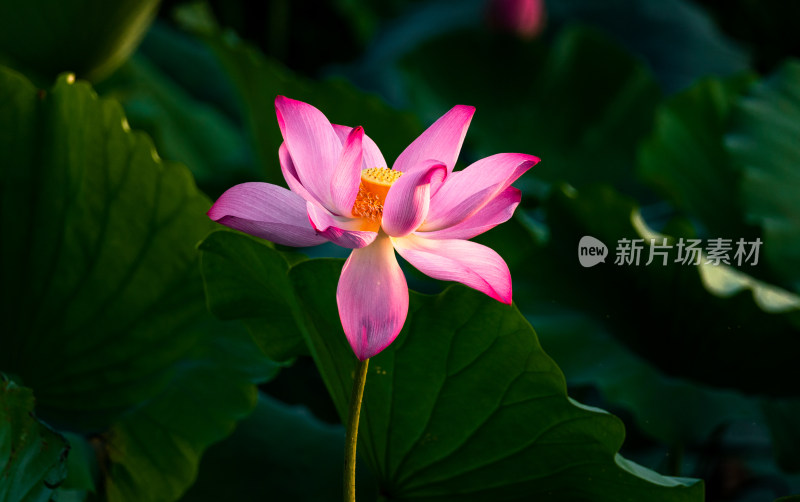 二十四节气夏至池塘盛开的荷花