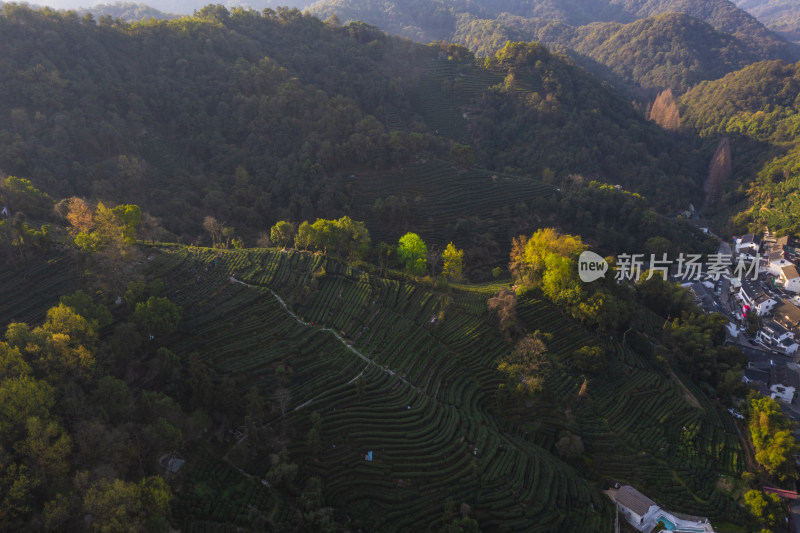 春天杭州西湖龙井茶园翁家山狮峰茶园