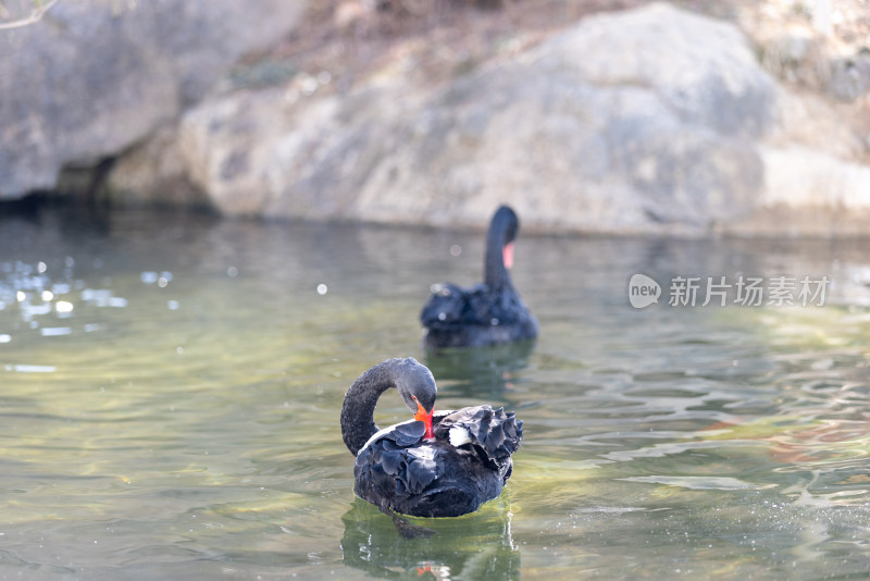 两只在湖里游动的黑天鹅