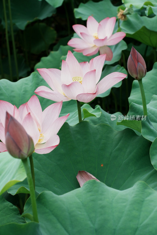 北京莲花池公园荷花