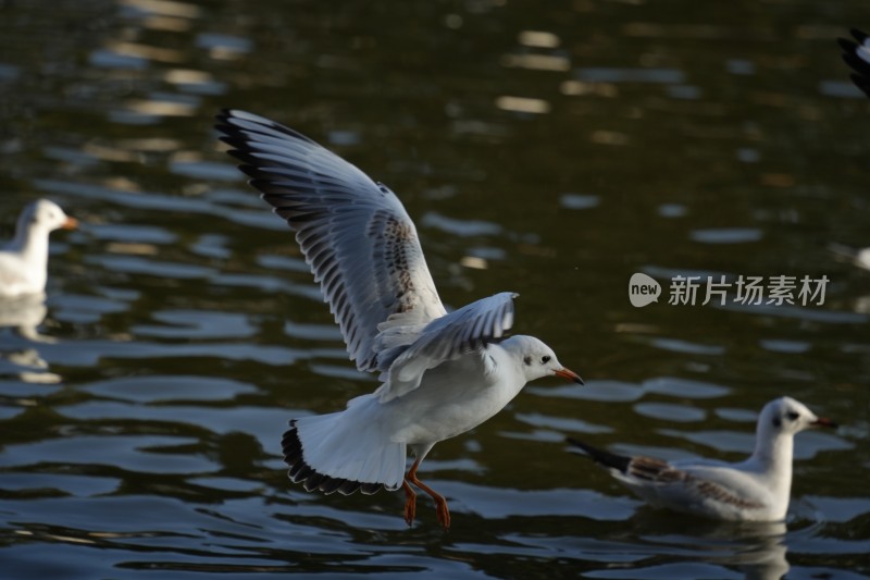 水面上展翅飞翔的红嘴海鸥