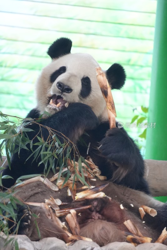 大熊猫坐卧进食竹子