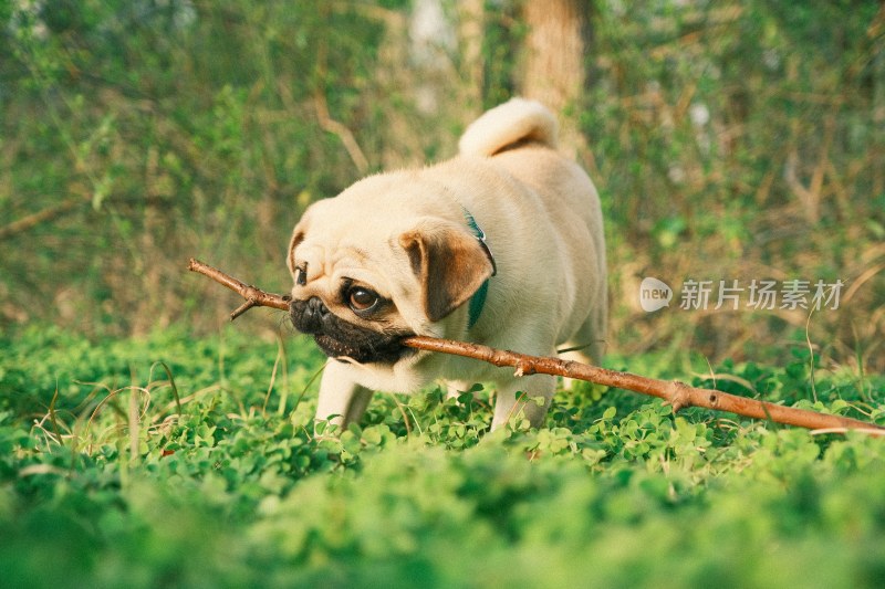 狗狗萌宠法斗巴哥