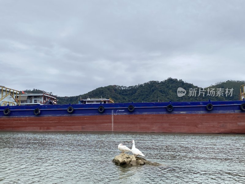 水面海鸟和一艘大船