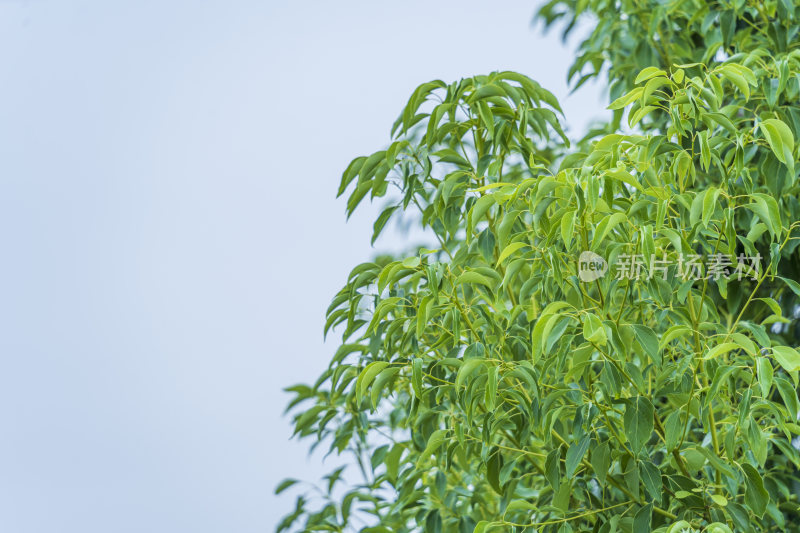 唯美植物图片