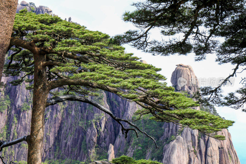 黄山天都峰迎客松