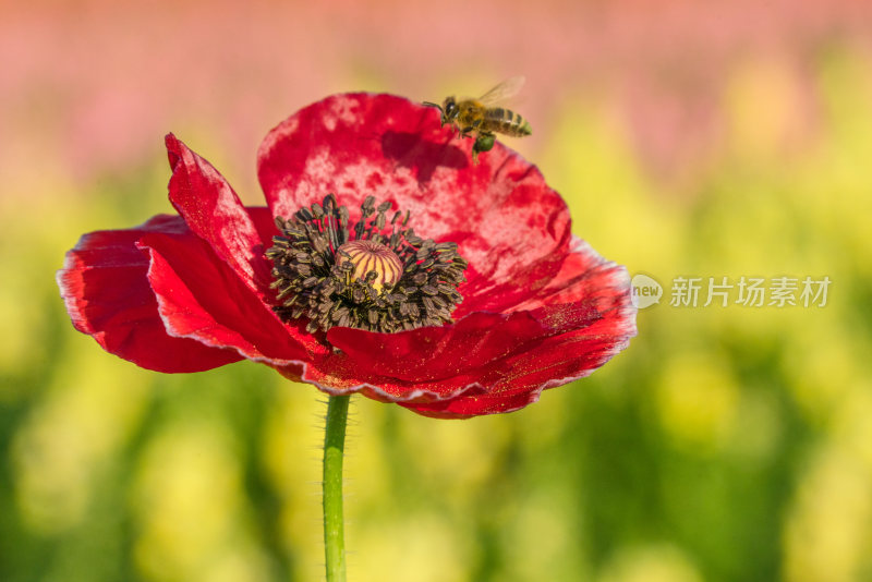 特写红色花朵与蜜蜂