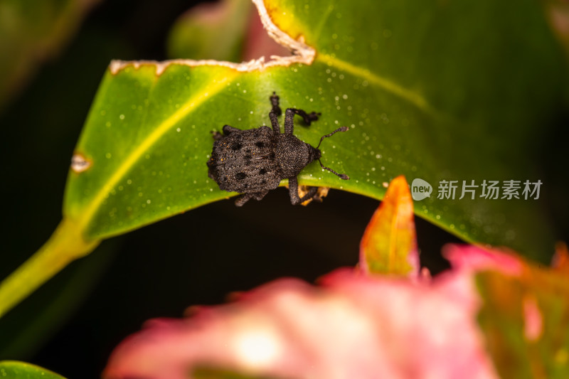 黑点毛束象鼻虫特写