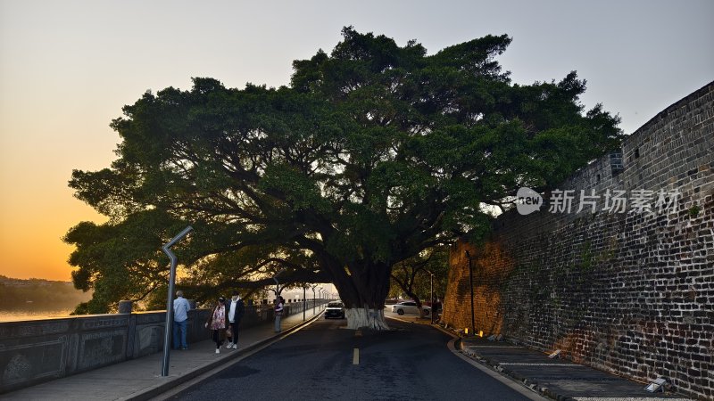 古城墙旁大树下的行人景象