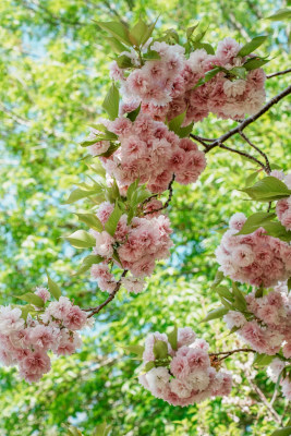 北京朝阳公园樱花