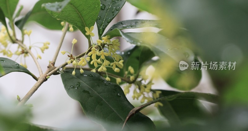 清新的桂花