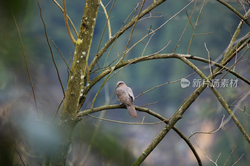 冬天树枝上的小鸟，鸟类动物
