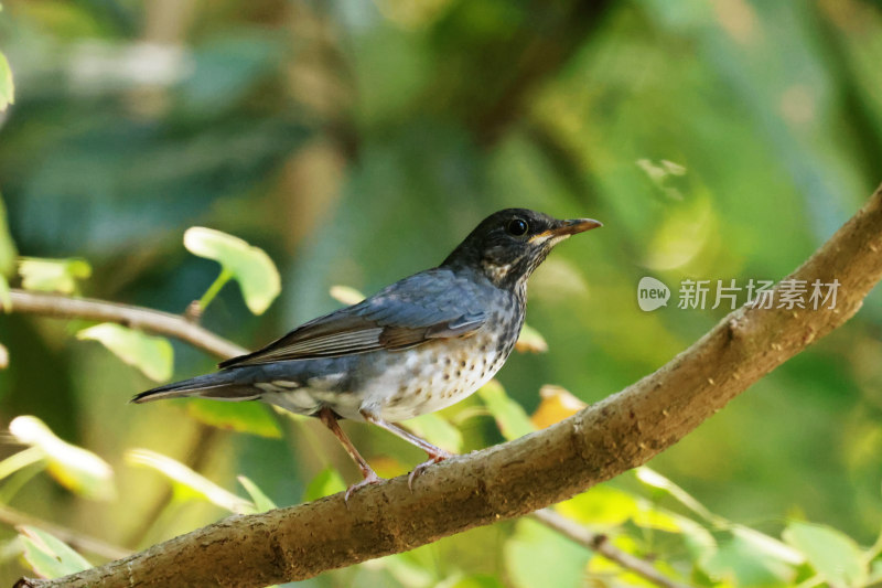 灰头乌鸫鸟