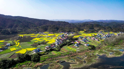 乡村田园油菜花