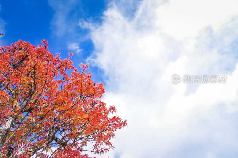 秋天枫叶红了自然风景