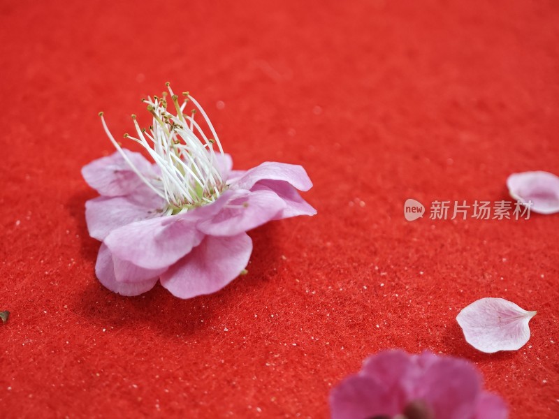 红色背景上的粉色花朵