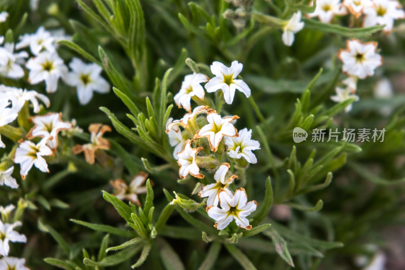 清新淡雅的小白花野生砂引草