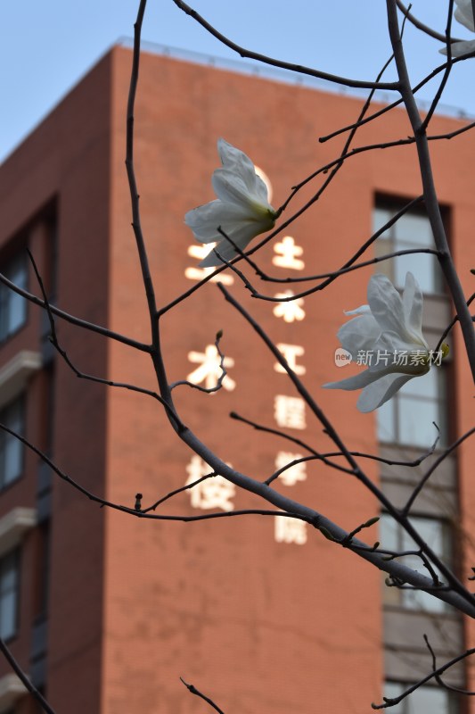 玉兰花枝前景下的土木工程学院大楼