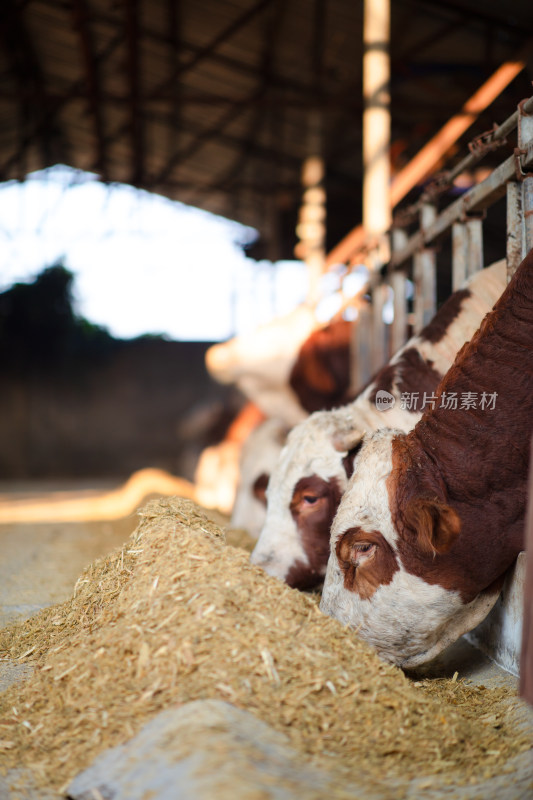 养牛场里吃饲料的肉牛