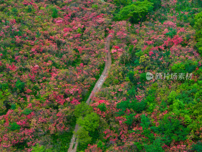 长沙市浏阳大围山杜鹃花海风光