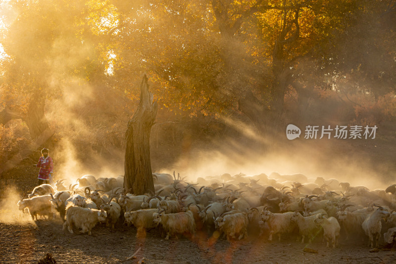 夕阳下牧民与羊群在树林的景象