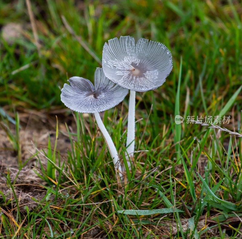 菌类山菌野生菌野生菌蘑菇生长环境