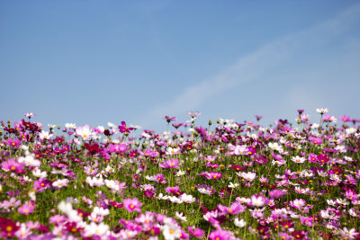 格桑花 格桑梅朵 幸福花