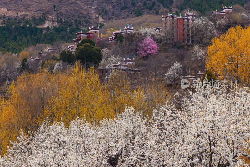 山间盛开的梨花