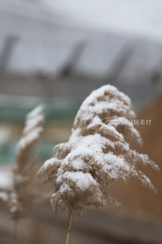 冬季田野里干枯的芦苇花和上面的残雪