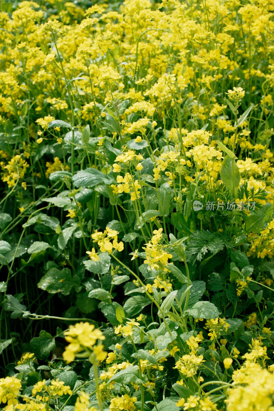 北京温榆河公园油菜花田