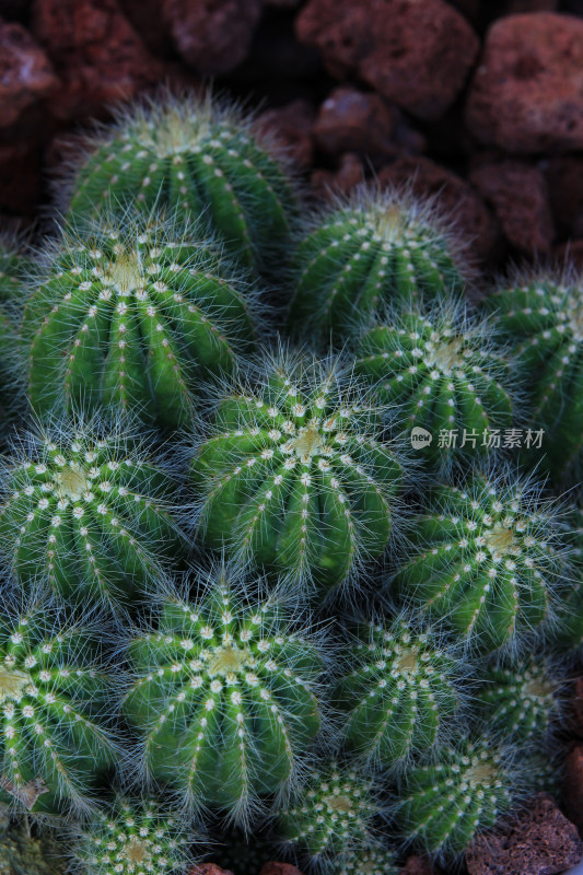 热带植物仙人球仙人掌特写