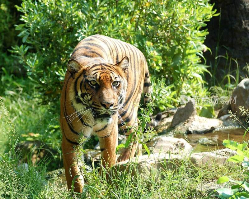 野生动物老虎食肉动物狩猎者