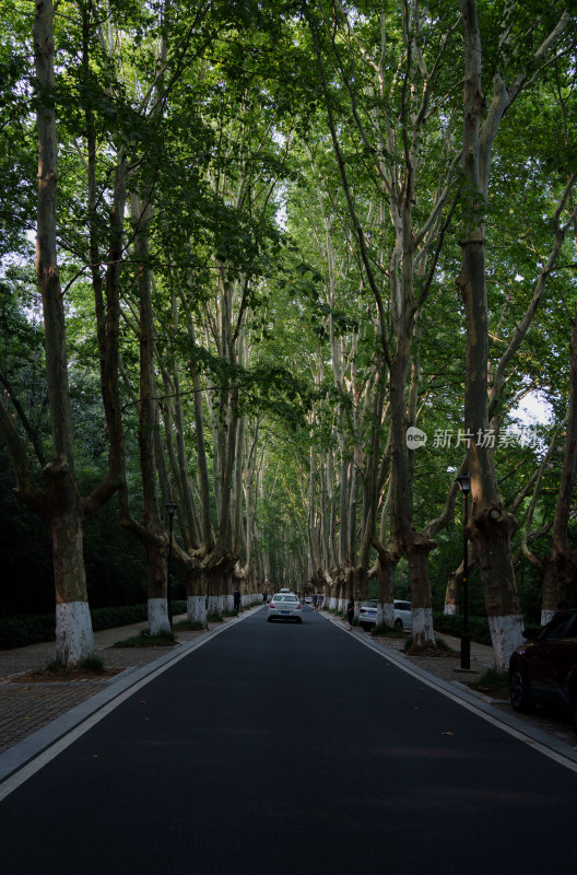 南京的林荫大道