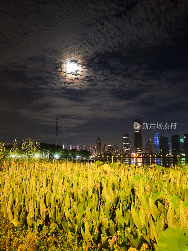 城市夜景下的大片绿地与满月