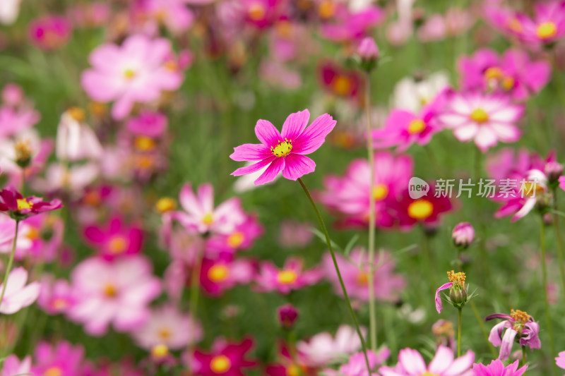 夕阳下的格桑花或波斯菊