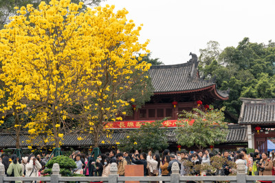 广州光孝寺黄花风铃木