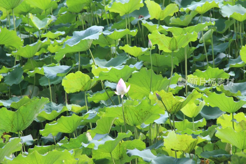 广东省东莞市桥头镇莲湖风景区