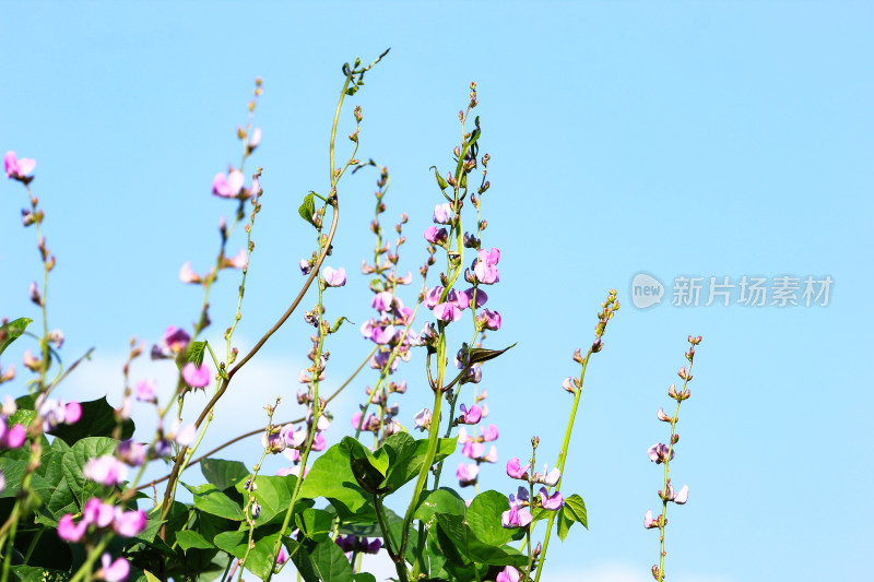 扁豆豆角紫色花朵